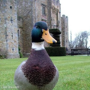 mallard